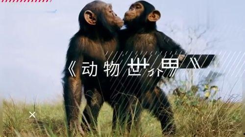 动物世界的背景音乐,探寻自然界的和谐旋律